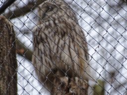 Tiergarten Schönbrunn am 12.03.2025